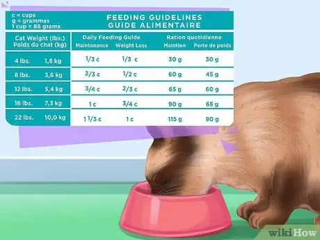 Imagen titulada Care for a Siamese Cat Step 3