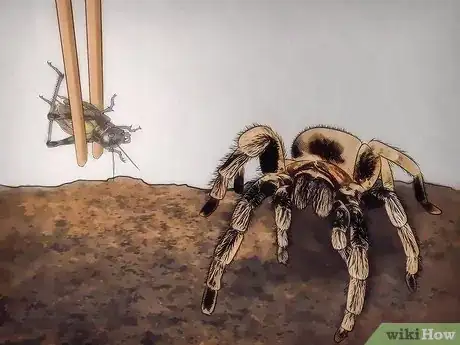 Imagen titulada Tell if Your Tarantula Is Molting Step 2