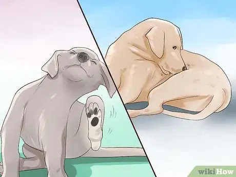Imagen titulada Check a Dog for Ringworm Step 1
