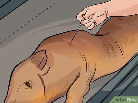 Imagen titulada Cook a Whole Pig Step 11
