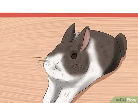 Imagen titulada Tell the Age of a Rabbit Step 3