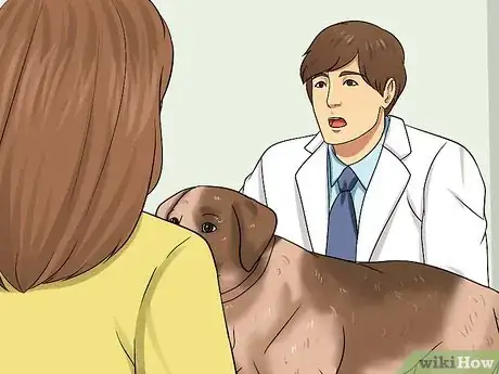 Imagen titulada Recognize a Stroke in Dogs Step 9