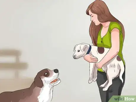 Imagen titulada Keep a Jack Russell Terrier Happy Step 11