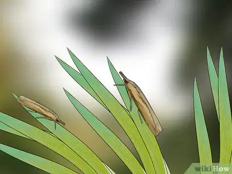 Imagen titulada Kill Sod Webworms Step 5