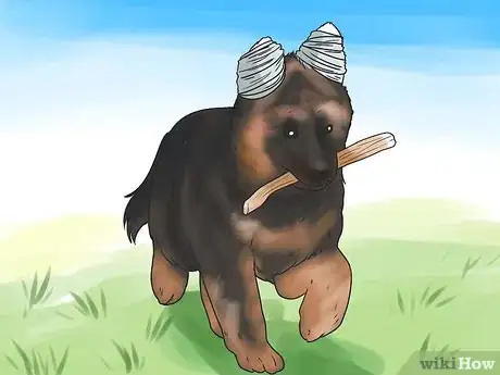 Imagen titulada Tape Up Stubborn German Shepherd Puppy Ears Step 9