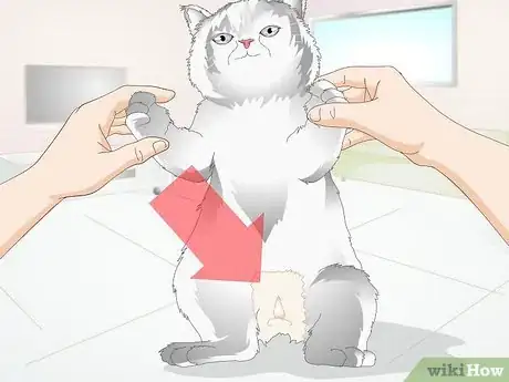 Imagen titulada Castrate a Cat Step 7