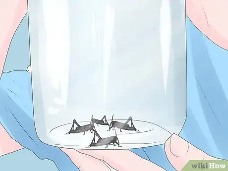 Imagen titulada Catch Crickets Step 6