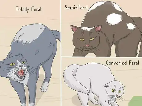 Imagen titulada Tame a Feral Cat Step 12