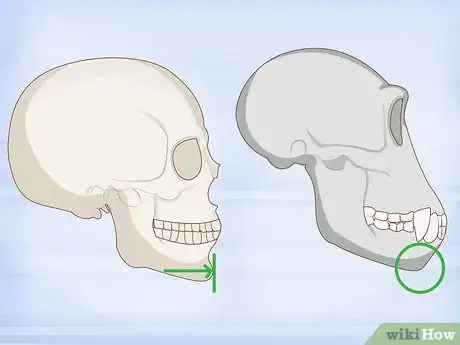 Imagen titulada Identify Human Bones Step 2