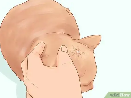 Imagen titulada Recognize Skin Cancer in Cats Step 2