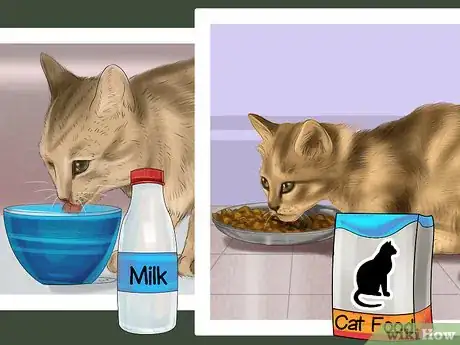 Imagen titulada Help Your Cat Who Had a Miscarriage Step 10