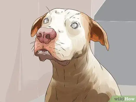 Imagen titulada Adopt a Dog Step 2