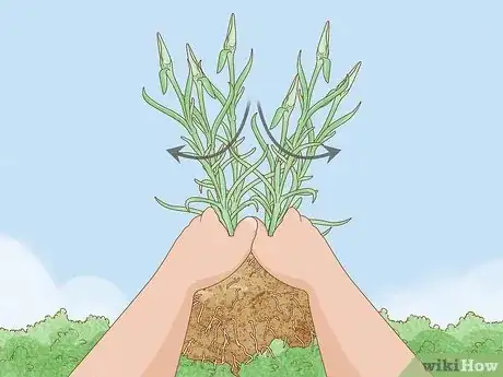 Imagen titulada Help Carnations Make a Comeback Step 6