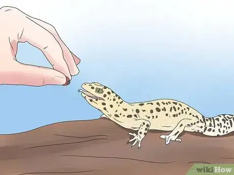 Imagen titulada Feed a Lizard Step 10