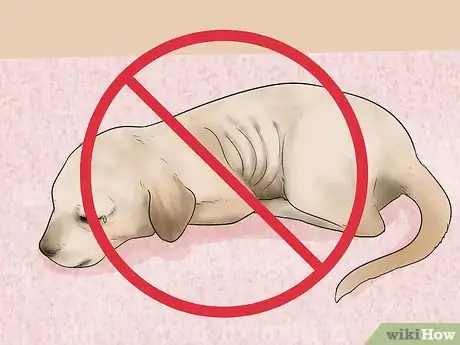 Imagen titulada Buy a Labrador Retriever Puppy Step 19