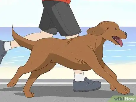 Imagen titulada Stop a Dog from Pawing Step 9