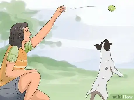 Imagen titulada Keep a Jack Russell Terrier Happy Step 14