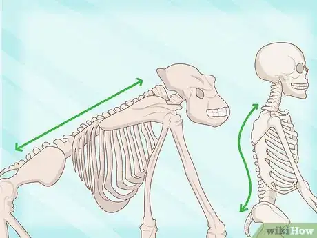Imagen titulada Identify Human Bones Step 8