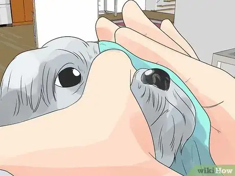 Imagen titulada Care for a Maltese Dog Step 7
