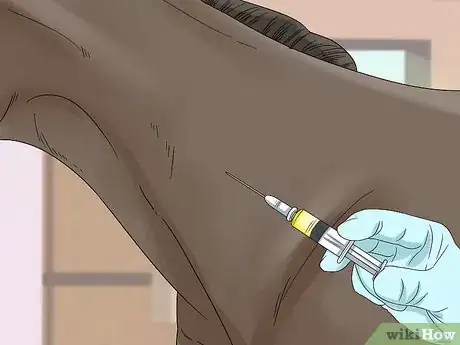 Imagen titulada Treat Edema in Horses Step 11
