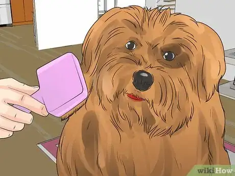 Imagen titulada Care for a Maltese Dog Step 5