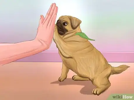 Imagen titulada Live with a Pug Dog Step 4