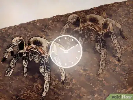 Imagen titulada Tell if Your Tarantula Is Molting Step 1