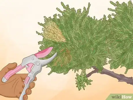 Imagen titulada Prune a Juniper Tree Step 6
