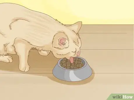 Imagen titulada Apologize to a Cat Step 13