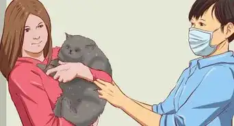 lograr que tu gato tolere bañarse