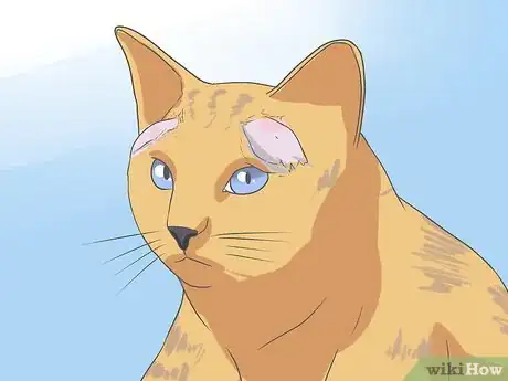 Imagen titulada Recognize and Treat Ringworm in Cats Step 2