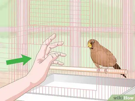 Imagen titulada Bond with Pet Finches Step 12