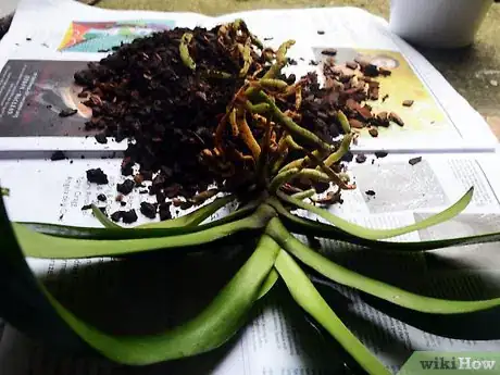 Imagen titulada Repot an Orchid Step 3
