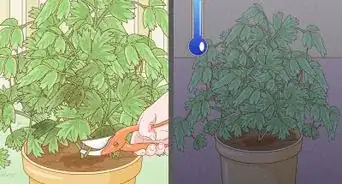 cultivar una peonía en una maceta