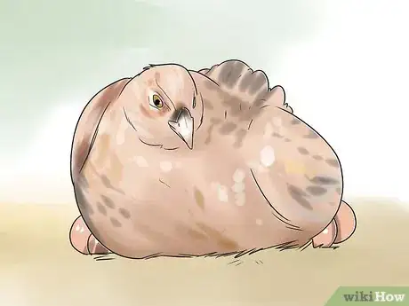 Imagen titulada Breed and Incubate Pheasants Step 19