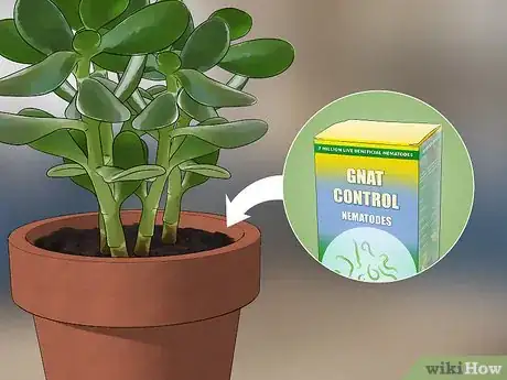 Imagen titulada Get Rid of Gnats Step 12