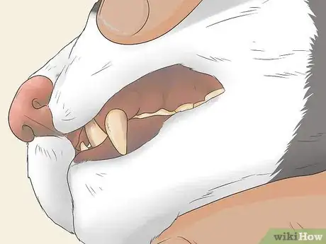 Imagen titulada Know if Your Cat Is Still a Kitten Step 5