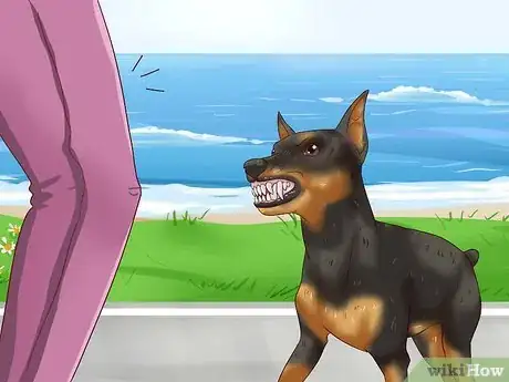 Imagen titulada Care for a Miniature Pinscher Step 3