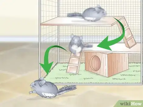 Imagen titulada Care for Chinchillas Step 19