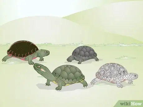 Imagen titulada Keep a Turtle Healthy Step 8