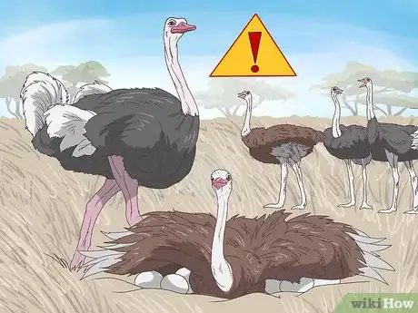 Imagen titulada Survive an Encounter with an Ostrich Step 13