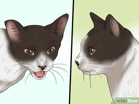 Imagen titulada Tell if a Cat Has Rabies Step 3