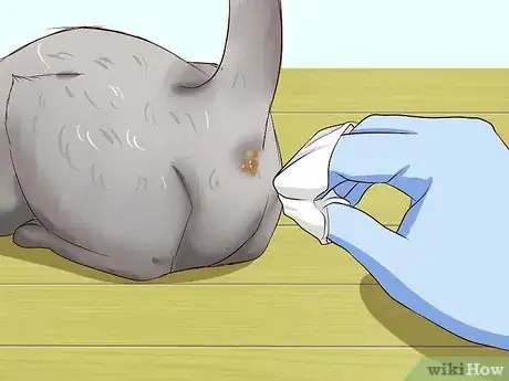Imagen titulada Clean Your Cat When He Can't Do It Himself Step 18