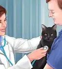 tratar a un gato envenenado