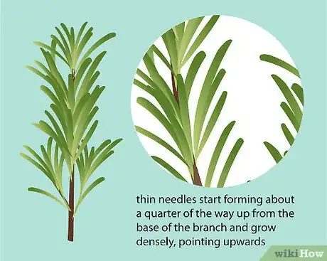 Imagen titulada Identify Rosemary Step 5