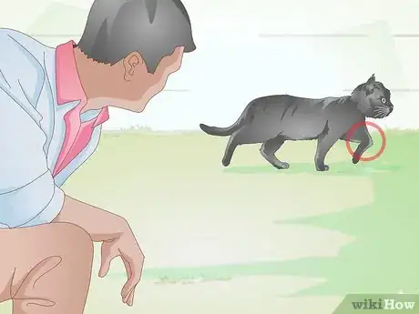 Imagen titulada Treat Fractures in Cats Step 1