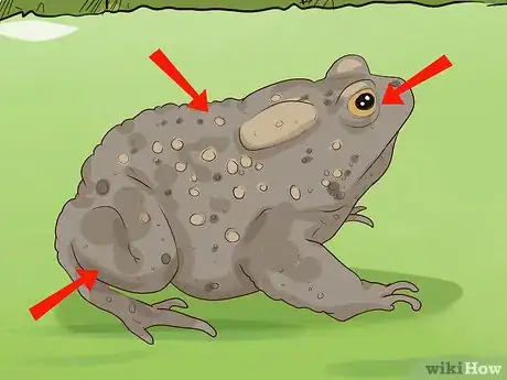 Imagen titulada Find Toads Step 14