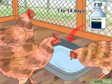 Imagen titulada Worm Chickens Step 9