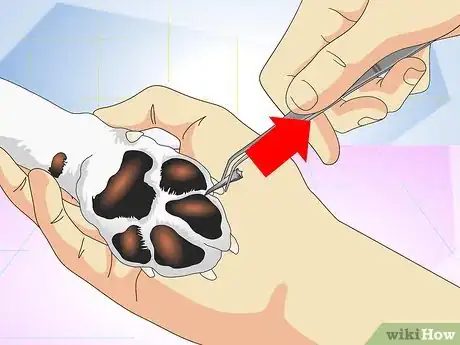 Imagen titulada Treat Dog Splinters Step 4
