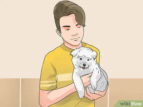 Imagen titulada Care for a Maltese Dog Step 4